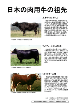 日本の肉用牛の祖先 - 日本食肉流通センター