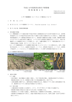 特殊報第2号 レタス根腐病