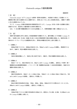 大量培養試験 Chattonella antiqua
