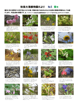 秋保大滝植物園だより №5 春号
