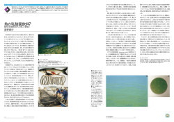 魚の乳酸菌飲料