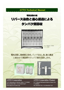 リバース染色と遠心濾過による タンパク質回収