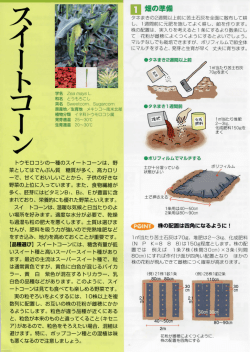 銘 Zea mays L 和名 とうもろこし 英名 Sweetc。m、 Sugarc。rn