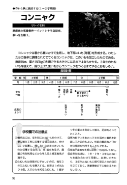サトイモ科 コンニャク