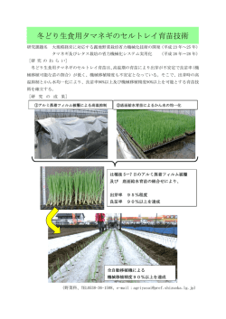 （09成果写真集（タマネギセルトレイ育苗） ： 241KB）