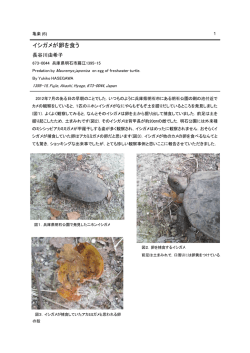イシガメが卵を食う