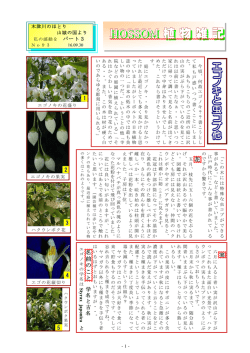 93.エゴノキ