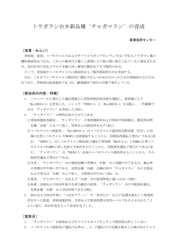 トウガラシ台木新品種`チャガマラン`の育成