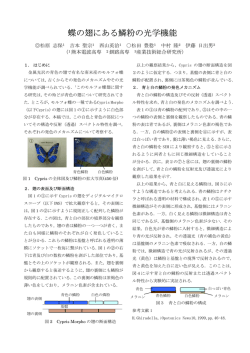 蝶の翅にある鱗粉の光学機能