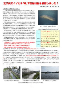 荒子川のテラピア繁殖調査