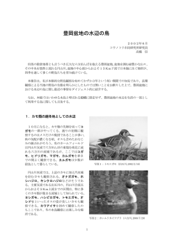 豊岡盆地の水辺の鳥 - コウノトリ市民研究所