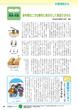 多年草のニラは春先に株分けして若返りさせる