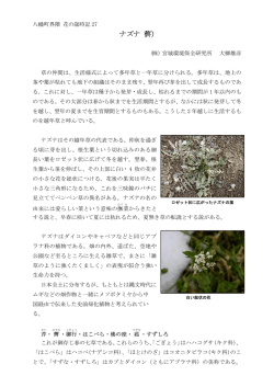ナズナ（薺） - 宮城環境保全研究所