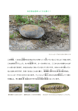 みさき山をゆっくりと歩く！