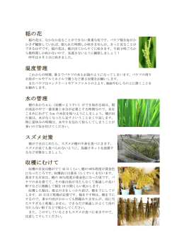 稲の花 温度管理 水の管理 スズメ対策 収穫にむけて