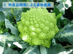 1 - 久留米青果株式会社