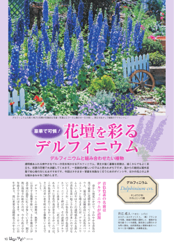 花壇を彩る デルフィニウム