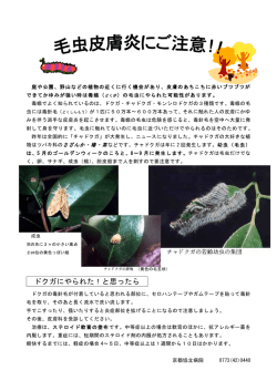 毛虫皮膚炎 - 京都協立病院