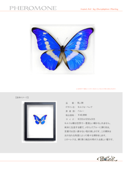 モルフォ・ヘレナ モルフォ蝶は世界で一番美しい蝶かもしれません。