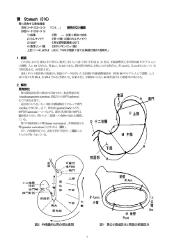 胃（PDF：1338KB）