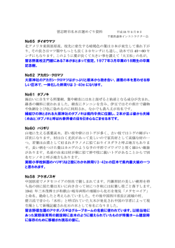 習志野市名木百選めぐり資料 平成 21 年 5 月 9 日 No65 ダイオウマツ