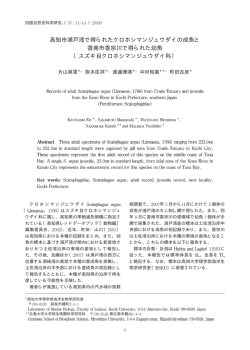 高知市浦戸湾で得られたクロホシマンジュウダイの成魚と 香南市香宗川