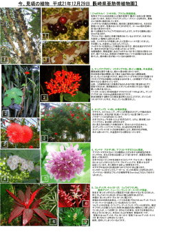 今、見頃の植物 平成21年12月29日【長崎県亜熱帯植物園】