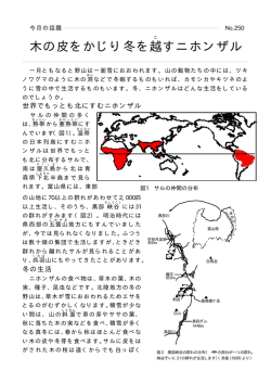 木の皮をかじり冬を 越すニホンザル