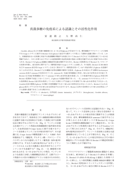 真菌多糖の免疫系による認識とその活性化作用