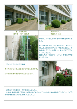 省エネ節電対策 緑のカーテン 施工前 緑のカーテン 設置完了 6/4 今回は