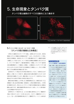 5. 生命現象とタンパク質 - 株式会社医学生物学研究所｜MBL
