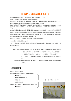 ひまわり選びのポイント！