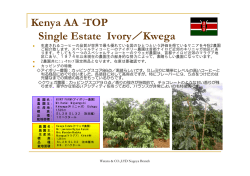 Kenya AA‐TOP Single Estate Ivory