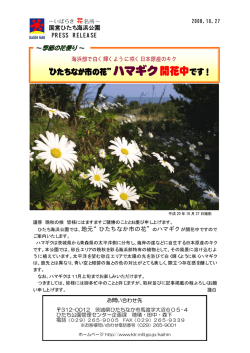 ひたちなか市の花 ハマギク開花中です！