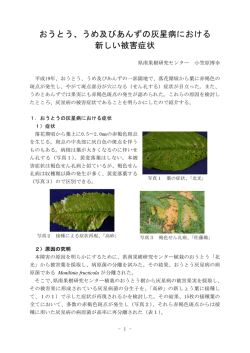 おうとう、うめ及びあんずの灰星病における 新しい被害症状