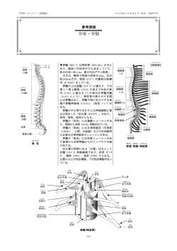 脊椎・脊髄 - JSCF NPO法人 日本せきずい基金