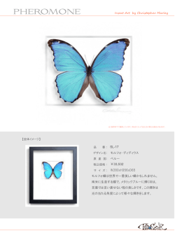 モルフォ・ディディウス モルフォ蝶は世界で一番美しい蝶かもしれません