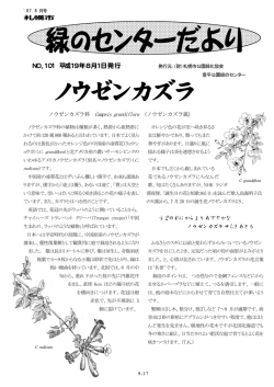 ノウゼンカズラ - 札幌市公園緑化協会