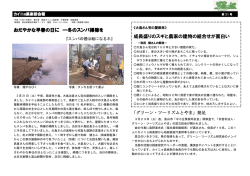 おだやかな早春の日に 一冬のスンバ掃除を 成長盛りのスギと農家の
