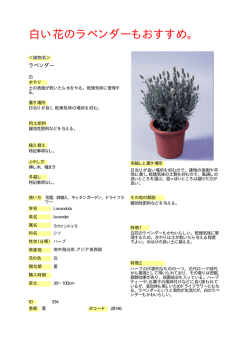 白い花のラベンダーもおすすめ。 -  へ