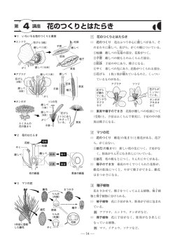 花のつくりとはたらき 盧 花のつくり 花はふつう中心に雌 しべがあり，そ の