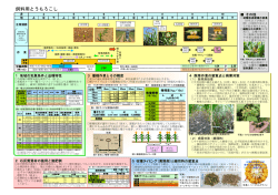 飼料用とうもろこし