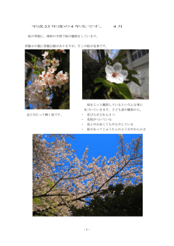 -1- 平成23 年度の4 年生です。 4 月 桜の季節に、理科の学習で桜の
