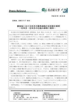 鱗食魚における利きの獲得過程の全体像を解明 －右利き