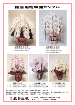 贈答用胡蝶蘭サンプル