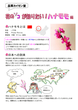 "花のソコが知りたい！" vol.6 ハナモモ編