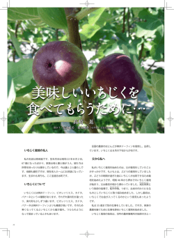美味しいいちじくを 食べてもらうために&hellip; 美味しいいちじくを 食べ