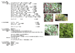 紫のセージ