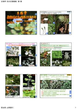 第1章 隠花植物 Cryptogamous plants n n n 2n