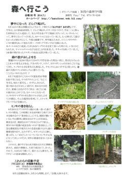 加茂の森林守り隊 夢中になった どんぐり転がし 緑の波がおしよせる 緑の